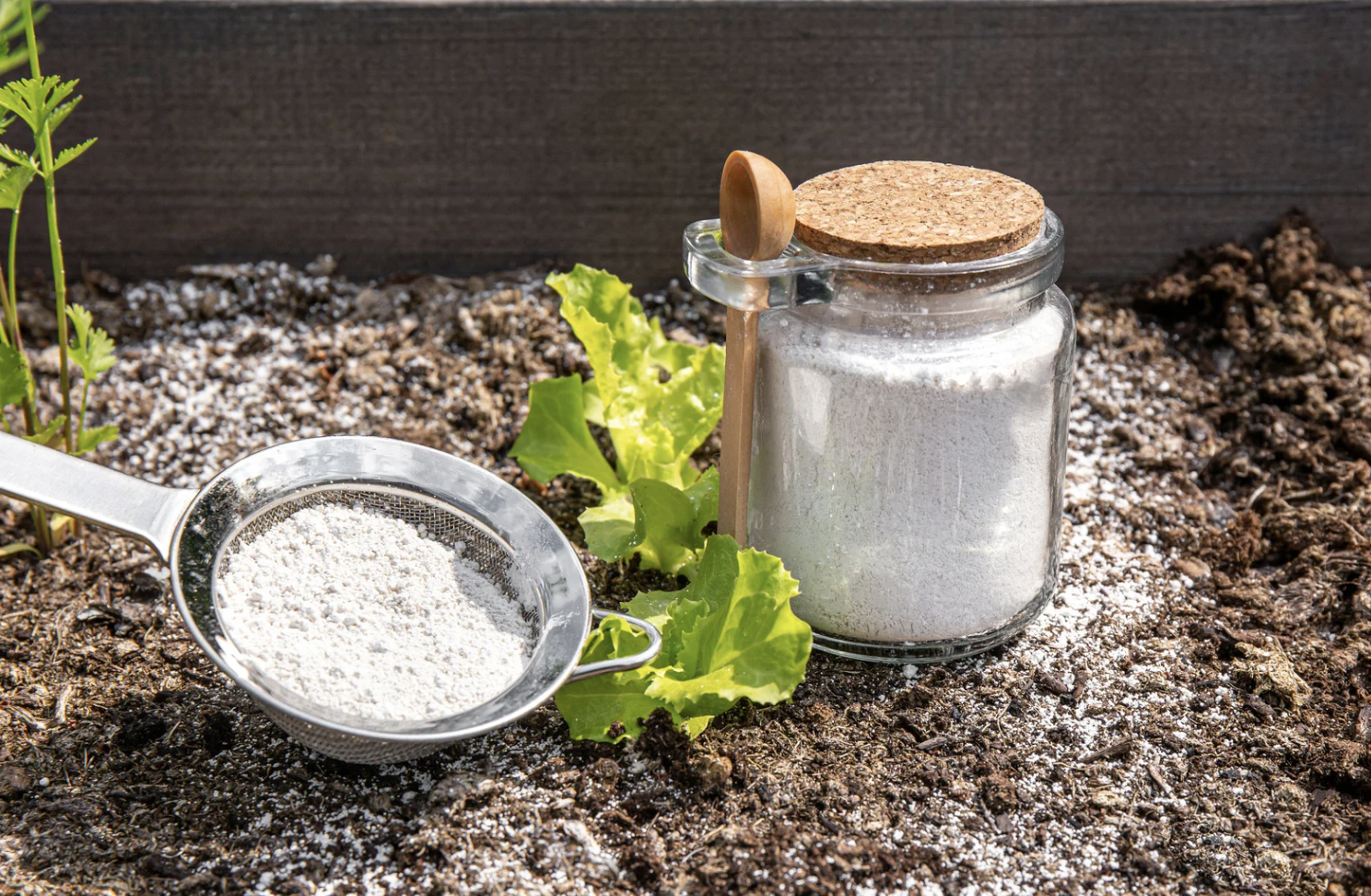 Terre de diatomée : Solution naturelle pour lutter contre les parasites et protéger votre environnement