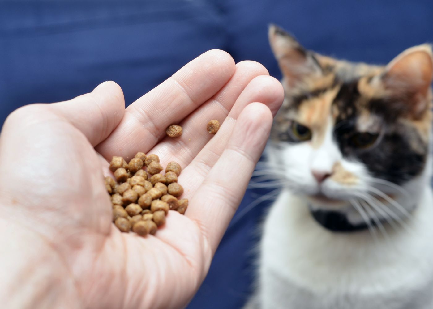 Les effets des croquettes sans céréales pour votre chat